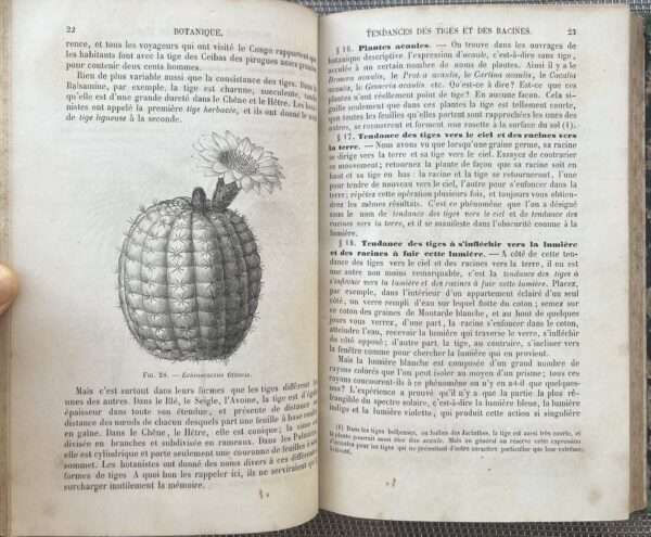 Rare, 1857, French Book, J.-B. Payer, Elements de Botanique, Part I, Organographie, Botany - Image 7