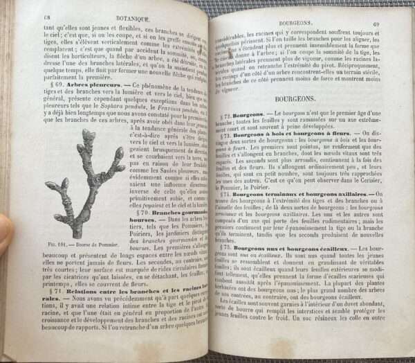 Rare, 1857, French Book, J.-B. Payer, Elements de Botanique, Part I, Organographie, Botany - Image 8