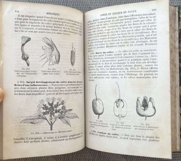 Rare, 1857, French Book, J.-B. Payer, Elements de Botanique, Part I, Organographie, Botany - Image 10