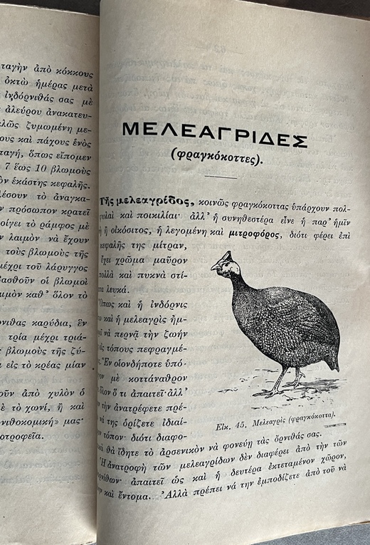 Rare, 1913, Greek School Garden, Signed First Issue, Domestic Birds, Dimitrios Zalouchos, Signed - Image 8